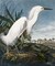Snowy Heron Poster Print by John James Audubon - Item # VARPDX265884